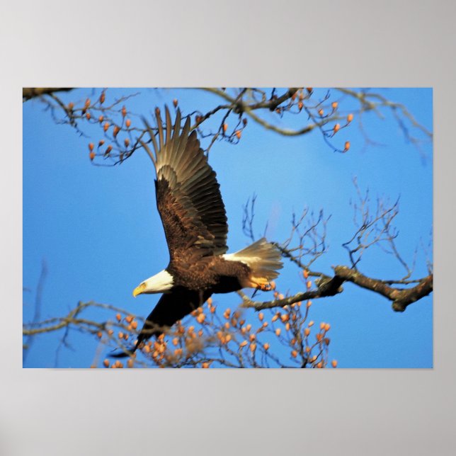 Bald Eagle Poster (Front)