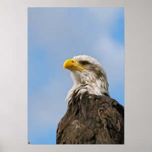 Bald Eagle Poster