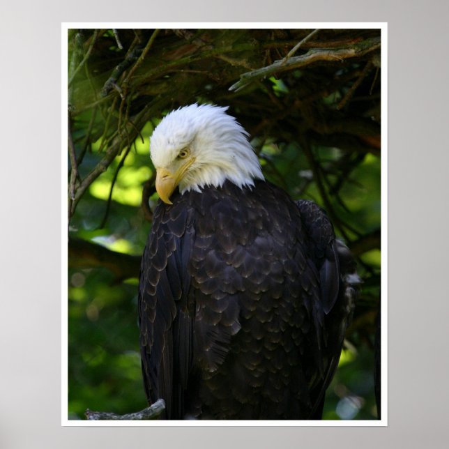 Bald Eagle Poster (Front)