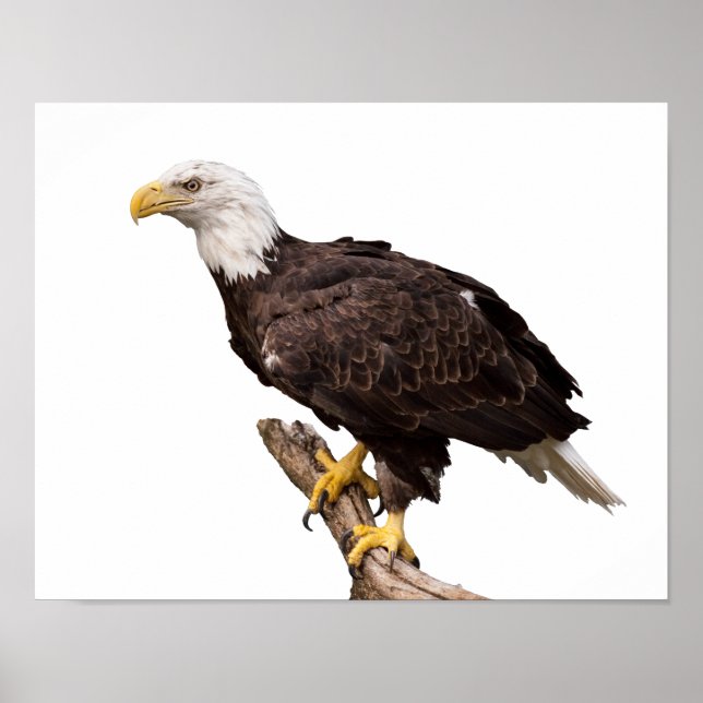 Bald Eagle Poster (Front)