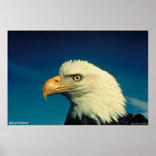 Bald Eagle Poster