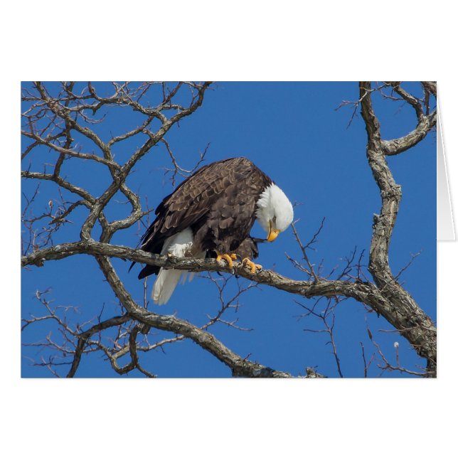 Bald Eagle Preening (Front Horizontal)