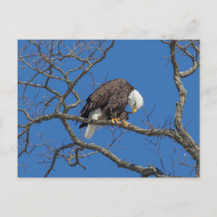 Bald Eagle Preening Postcard