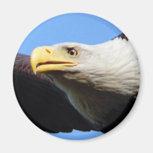 Bald Eagle Profile Magnet
