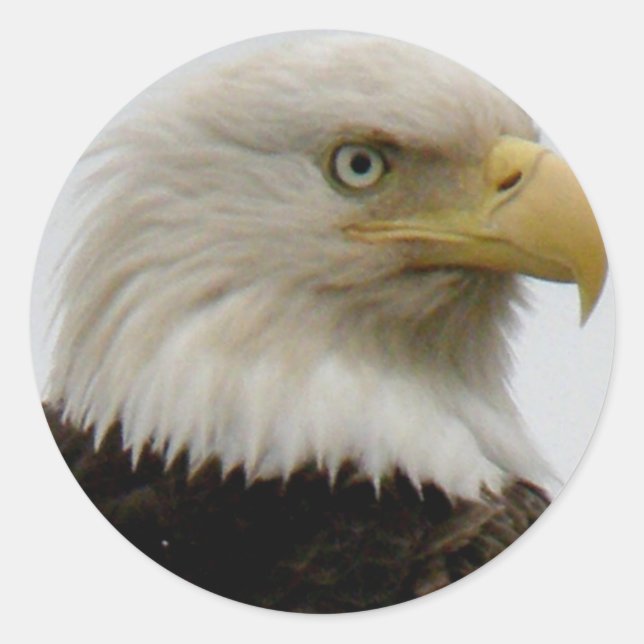 Bald Eagle Profile Photo on Unalaska Island Classic Round Sticker (Front)