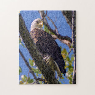 Bald Eagle Puzzle