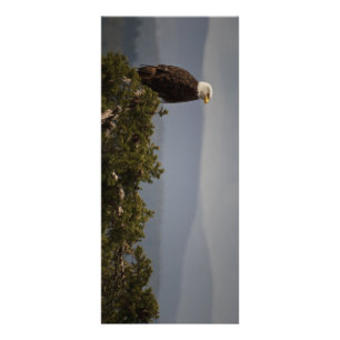 Bald Eagle - Rack Card