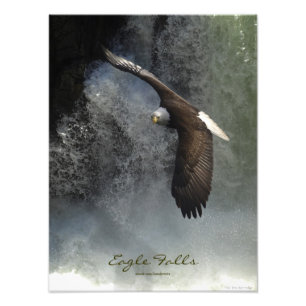 Bald Eagle Raptor Wild Animal Photo Print