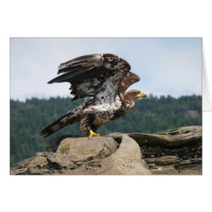 Bald Eagle Ready For Flight - Cards