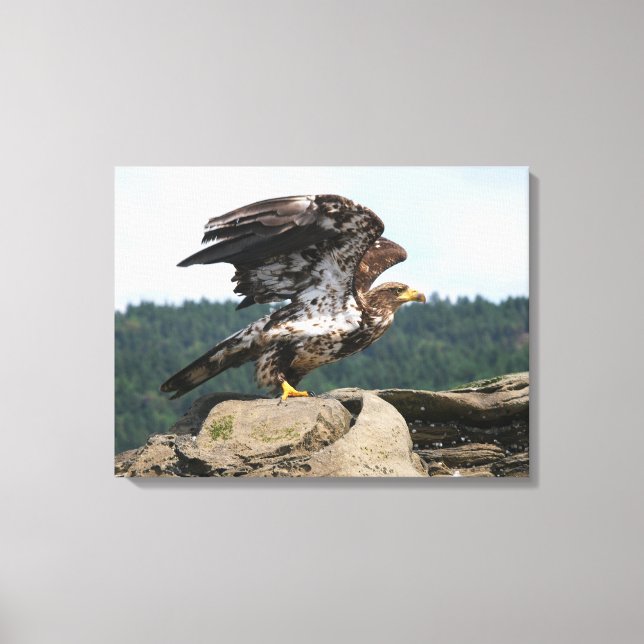 Bald Eagle Ready For Flight Wrapped Canvas (Front)