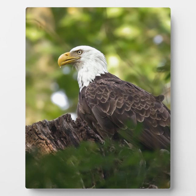 Bald Eagle Rest Stop Plaque (Front)