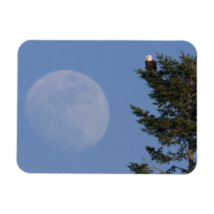 Bald Eagle Rising Full Moon Magnet