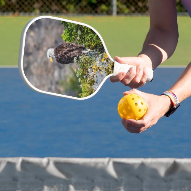 Bald eagle sitting on the rock pickleball paddle (Insitu)