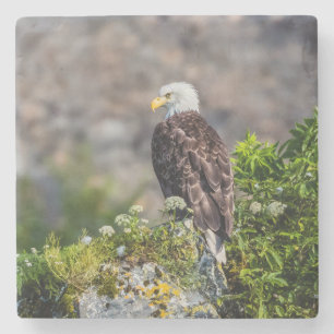 Bald eagle sitting on the rock stone coaster