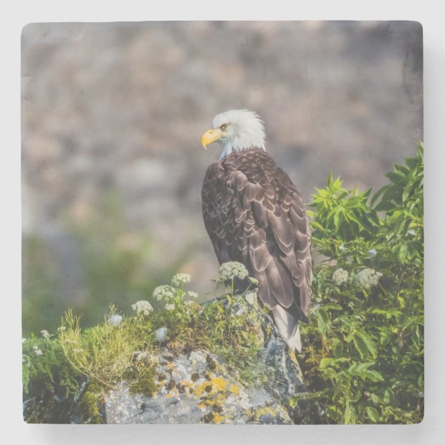 Bald eagle sitting on the rock stone coaster (Front)