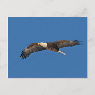 Bald Eagle Sky High Postcard