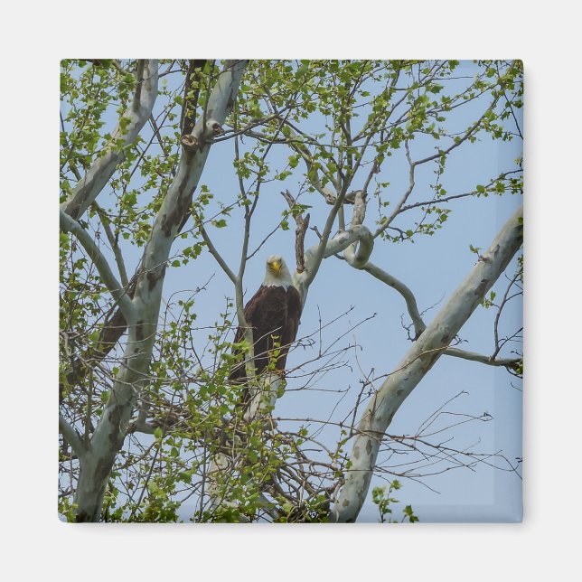 Bald Eagle Smile Magnet (Front)