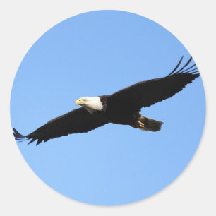 Bald Eagle Soar Classic Round Sticker