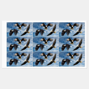 Bald Eagle Soaring