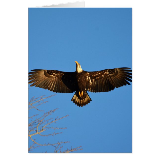 Bald Eagle Soaring1 (Front)