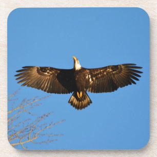 Bald Eagle Soaring1 Coaster