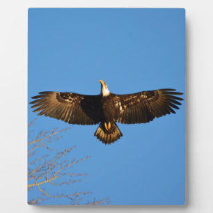 Bald Eagle Soaring1 Plaque