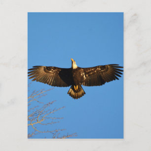 Bald Eagle Soaring1 Postcard