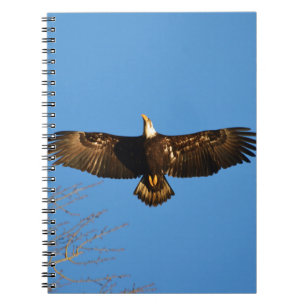 Bald Eagle Soaring1 Spiral Notebook