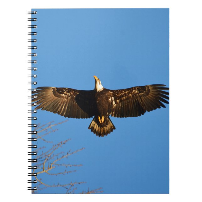 Bald Eagle Soaring1 Spiral Notebook (Front)
