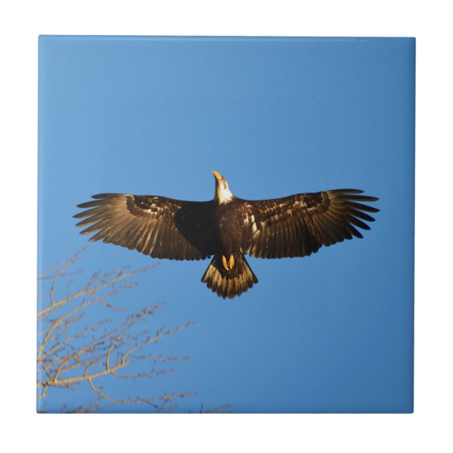Bald Eagle Soaring1 Tile (Front)