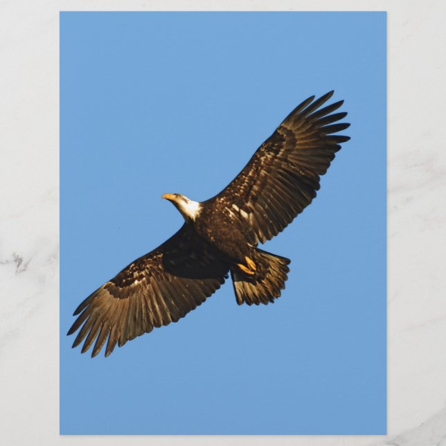 Bald Eagle Soaring 2 (Front)