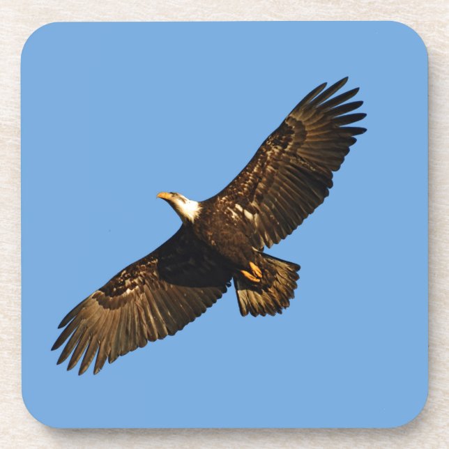 Bald Eagle Soaring 2 Coaster (Front)