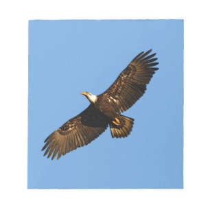 Bald Eagle Soaring 2 Notepad