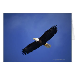Bald eagle soaring , Alaska