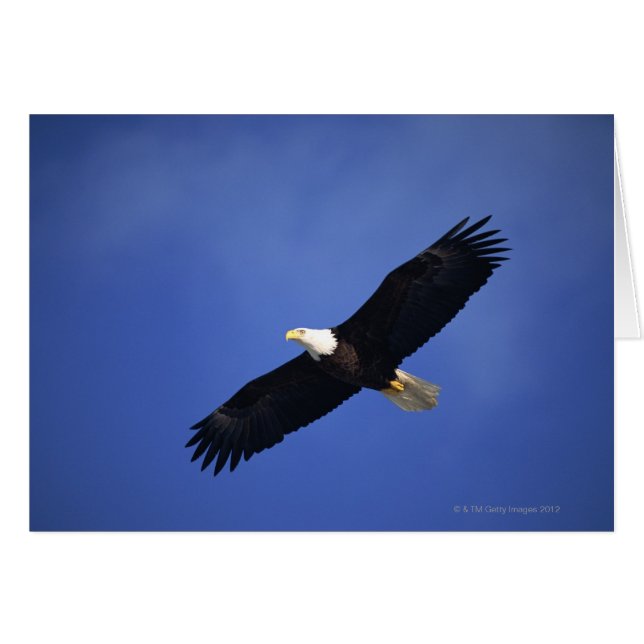 Bald eagle soaring , Alaska (Front Horizontal)