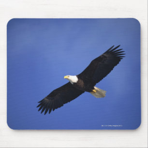 Bald eagle soaring , Alaska Mouse Pad