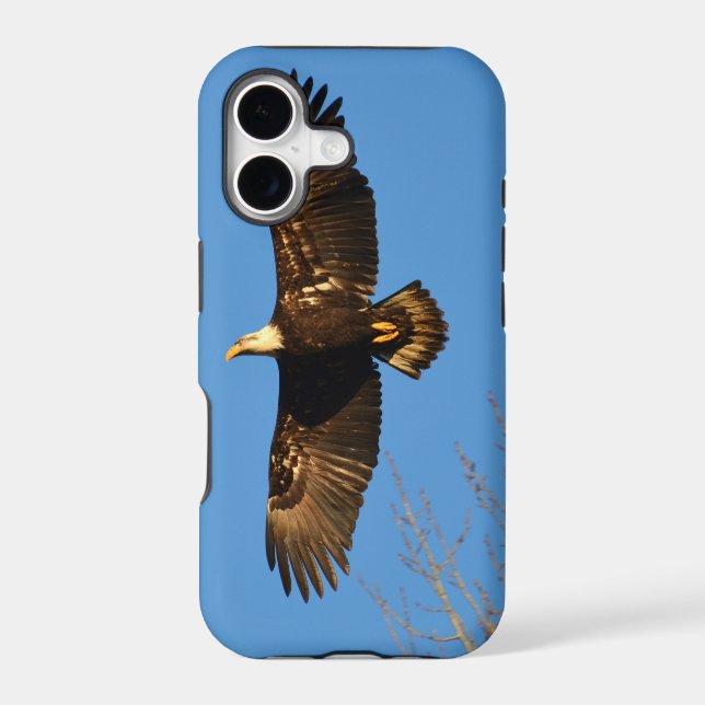 Bald Eagle Soaring Over Trees (Back)