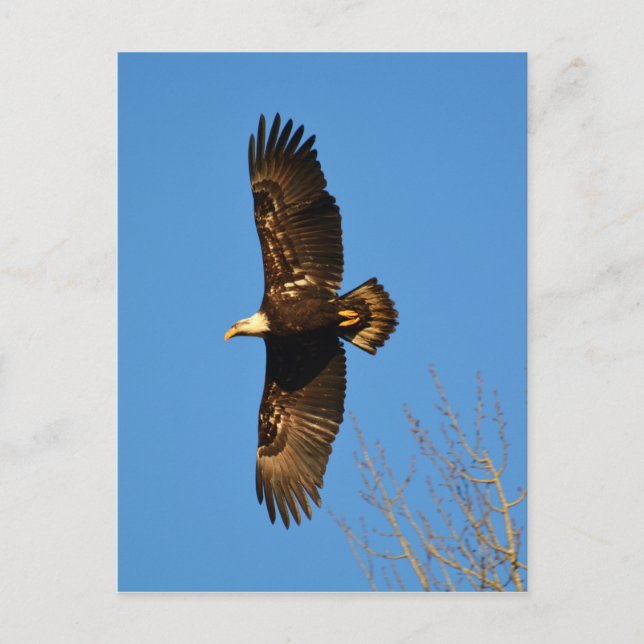 Bald Eagle Soaring Over Trees Postcard (Front)