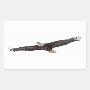 Bald Eagle Soaring Rectangular Sticker