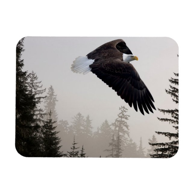 Bald Eagle Soaring Through Mist Magnet (Horizontal)