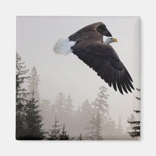Bald Eagle Soaring Through Mist Magnet