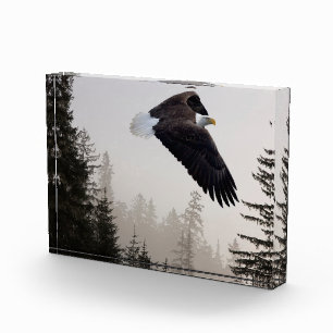 Bald Eagle Soaring Through Mist Photo Block