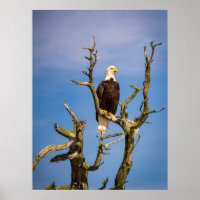 Bald Eagle, Southern Gulf Islands, BC