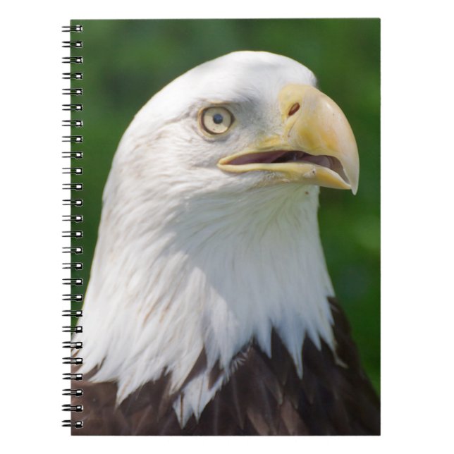 Bald Eagle Spiral Notebook (Front)