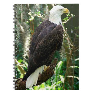 Bald Eagle Spiral Photo Notebook