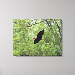 Bald Eagle Spring Flight Canvas Print