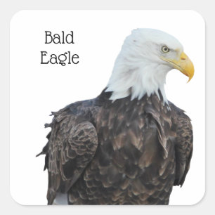 Bald Eagle Square Sticker