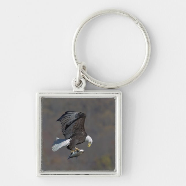 Bald Eagle staring at a fish Key Ring (Front)