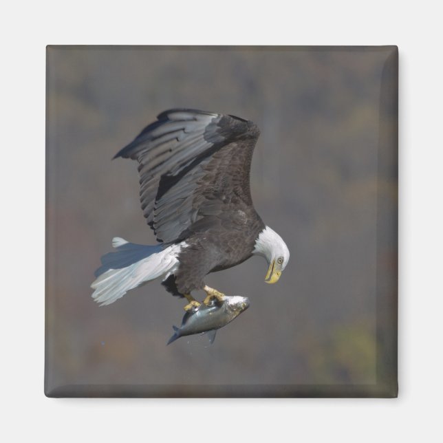 Bald Eagle staring at a fish Magnet (Front)