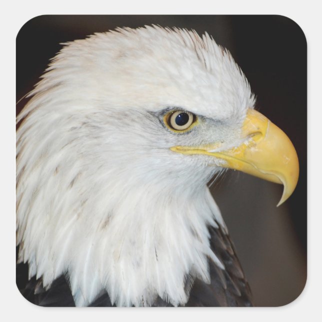 Bald Eagle Stickers (Front)